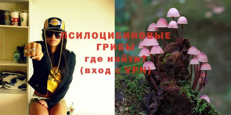 Псилоцибиновые грибы Psilocybe  Алексин 